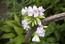 Blooming Pink Common Soapwort (Saponaria Officinalis) Flowers With Raindrops