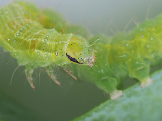 Poster - green caterpillar on a light background