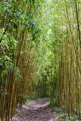  Forêt de bambous