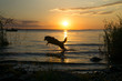 Mili the Miniature Australian Shepherd, fun in water, sunset