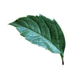 Green leaf isolated on white background