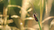 Black moth in red dots on grass blade on meadow in sunset light