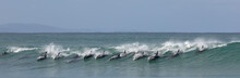 Surfing Dolphins At Supertubes In Jeffreys Bay