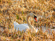 White swan in grassy pond