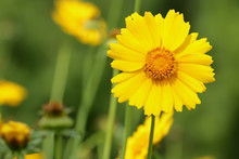 Yellow Flowers Of Lance Leaved Tickseeds Of The Sunflower Family, Coreopsis (Coreopsis Pubescens) In Garden.