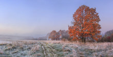 Autumn Nature Landscape With Clear Sky And Colored Tree. Cold Meadow With Hoarfrost On Grass In November Morning. Amazing Fall. Vibrant Panoramic View On Natural Wild Autumnal Meadow Before Forest.