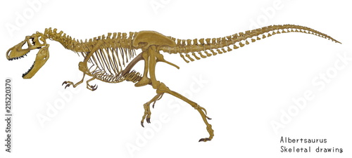 アルバートサウルス 白亜紀後期の恐竜の骨格イラスト画像 Buy This Stock Illustration And Explore Similar Illustrations At Adobe Stock Adobe Stock