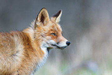 Wall Mural - Red Fox head shot