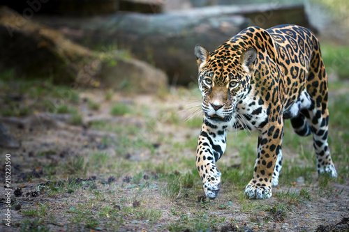Jaguar, Panthera onca, the biggest cat in South America, walking directly at camera against blurred rocky background Tableau sur Toile