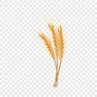 Eco wheat icon. Realistic illustration of eco wheat vector icon for on transparent background