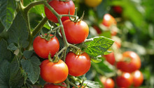 Rote Tomaten Am Strauch