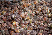 Pineapple Pile Up Was Left To Rotten By Not Selling.