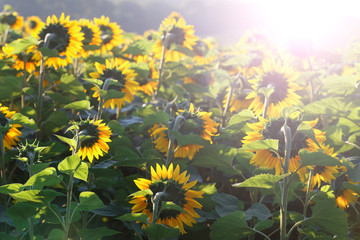  sunflower head turned toward the sun in the morning.