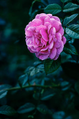 Sticker - lush pink rose on the background of greenery in the garden