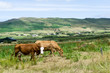 Kühe Irland irisch Hügel  berge