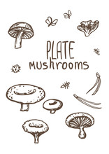 Mushrooms. Organic Vegetarian Product