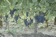 Ripe grapes in the vineyard - Wine production, wine industry