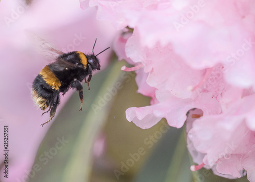 Zdjęcie XXL Latający Bumble Bee Insect