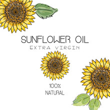 Vector Illustration With 3 Handdrawn Sunflowers On White Background. Design For Sunflower Oil, Sunflower Packaging, Natural Cosmetics, Health Care Products