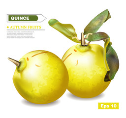 Wall Mural - Quince fruits Vector realistic. Detailed 3d illustration template layout