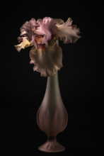 Peach Bearded Iris In A Vase