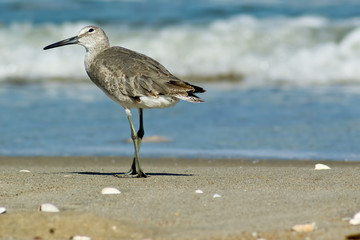 Willet 2