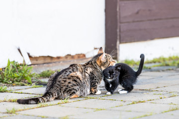 Tabby, calico mother, mom cat and small black, white kitten, kitty bonding, bunting, rubbing, grooming outdoors, outside near house, building