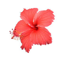 Wall Mural - Red hibiscus isolated on white background