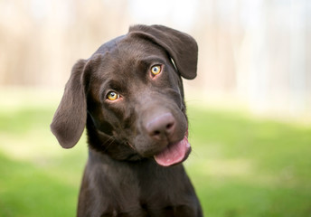 Wall Mural - A Chocolate Labrador Retriever puppy listening with a head tilt