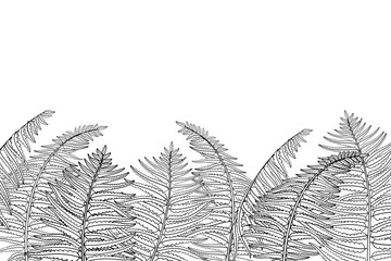 Wall Mural - Vector horizontal composition of outline fossil forest plant Fern with fronds in black isolated on white background. Drawing of contour Fern with ornate leaf for summer design or coloring book.