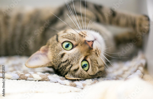 A Domestic Shorthair Tabby Cat Lying Upside Down On A Blanket