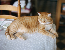 Big Ginger Cat Laying On Blanket On Table At Home