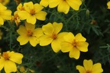 Fototapeta Na ścianę - Schmalblättrige gelbe Studentenblumen (Tagetes tenuifolia), Blüten und Blätter. Nahaufnahme mit selektivem Fokus.
