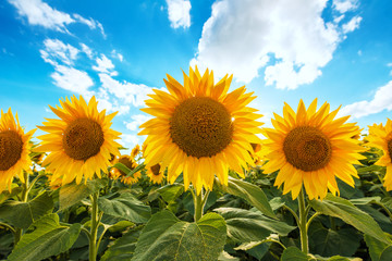 Fotomurales - blooming sunflower crop field