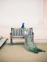 Gorgeous Peacock On Bench In Park