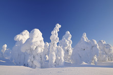 Snow Covered Trees In Winter, Rukatunturi, Kuusamo, Nordoesterbotten, Finland