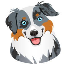 Australian Shepherd Dog Face Portrait Cartoon Illustration.  Cute Friendly Blue Merle Tricolor Herding Dog Smiling With Tongue Out. Pets, Dog Lovers, Animal Themed Design Element Isolated On White,