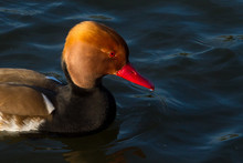 A Male Red Crested Pochard With A Bright Red Beak And Red Eye