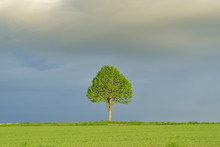 Maple Tree In Grain Field With Stormy Sky In Spring, Bad Mergentheim, Baden-Wurttemberg, Germany