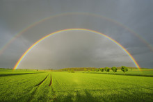 Maple Trees In Grain Field With Double Rainbow In Spring, Bad Mergentheim, Baden-Wurttemberg, Germany