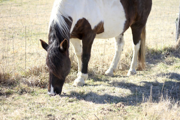 Horses on a Farm