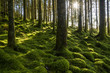 © Radius Images - Moss covered ground and tree trunks in a conifer forest with the sun shining through at Loch Awe in Argyll and Bute in Scotland
