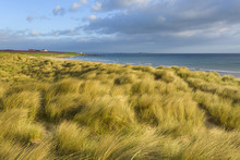 Dune Grass Along The Beach At Bamburgh With The North Sea In Northumberland, England, United Kingdom