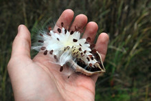 Hand Holding A Follicle With Seeds Of Milkweed (Asclepias Syriaca)