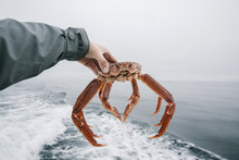 Man Holds Crab In The Hand