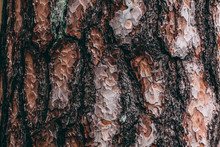 Pine Tree Trunk With Bark Closeup