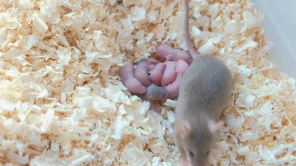 Wall Mural - Newborn little mice are blind with their mom in the nest.