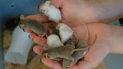 Sticker - Little mice in a woman's hand in a lab.