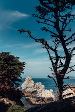 Dead Tree By An Ocean Cove