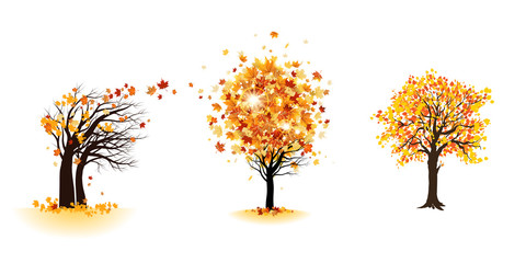 Wall Mural - fall trees set